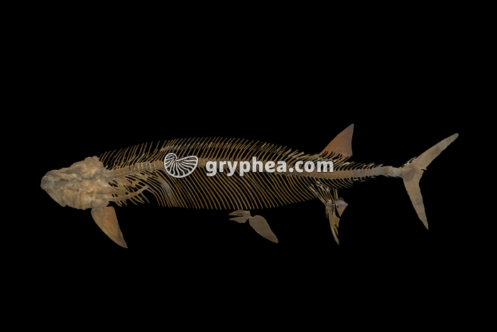 Squelette de poisson géant fossilisé (Xiphactinus audax, Crétacé supérieur, -85 Ma) - gryphea.com